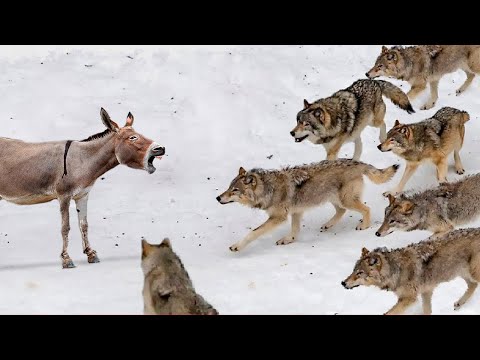 Видео: Эти Глупые Волки Окружили Огромного Осла!  Вот Что Было Дальше...