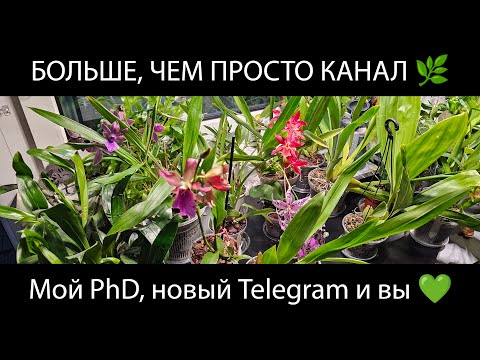 Видео: Спасибо вам! Почти 4000, PhD и новый Telegram канал 💚