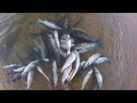 Видео: Баутино.  03.10.2018г. Подводная охота. Каспийское море Актау.