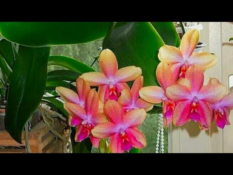 Видео: 28.08.24.режем Орхидею Лиодоро..и ждём детку 😍 упал Биг лип🤣 его тоже пересадим!