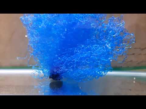 Видео: Коридорас Джули разведение. часть 2 я.  Нерест.