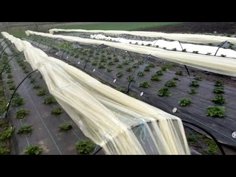 Видео: Обработали клубнику от грибковых и вредителей