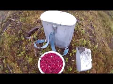 Видео: Сбор брусники 15.10.17