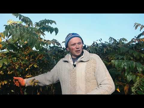 Видео: Поради по вирощуванню чорного горіха 🌰Купити саджанці чорного горіха (голий корінь і у контейнері)