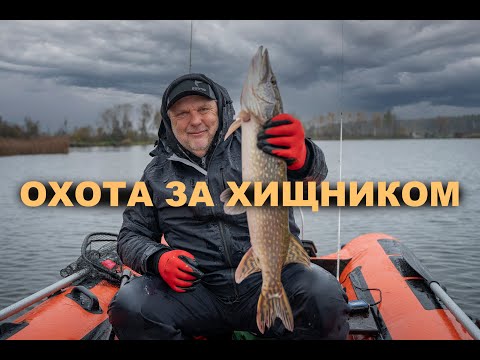 Видео: Охота за хищником