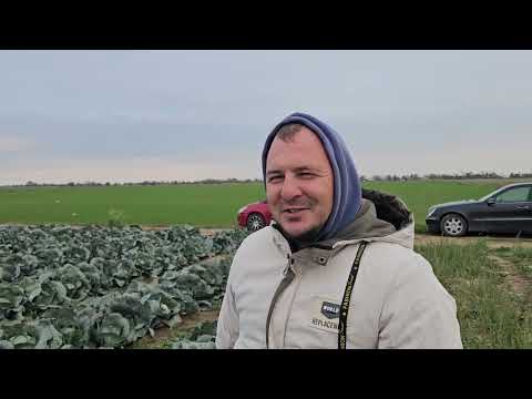 Видео: 15 ноября 2024 г. Капуста сорт Агрессор, Жолтон.  Озимый лук сорт барс