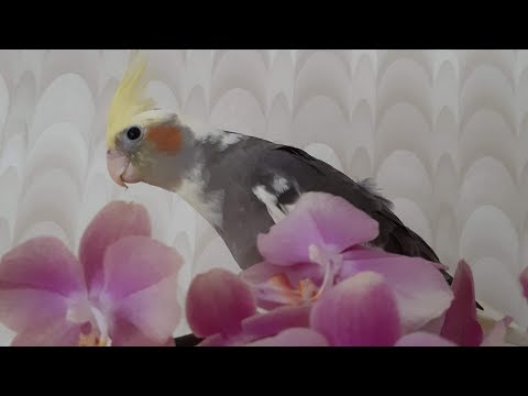 Видео: " Страшилки" о цитокининовой пасте - моё мнение.Непредсказуемый результат.