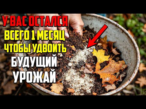 Видео: Вот Почему Ваш Сад Даст Рекордный Урожай В Следующем Году!