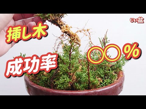 Видео: [Клоны можжевельника] Каковы показатели успешности в этом году? / Для новичков /Как вырастить бонсай