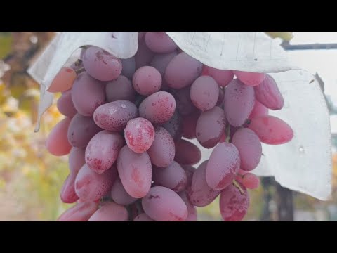 Видео: .ЭНГ ШИРИН Узум....Кучатлари бор