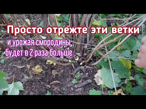 Видео: Обрезка смородины осенью - правильная обрезка повысит урожай даже на старых кустах