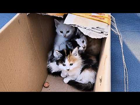 Видео: Нашёл внизу котят и взял самого милого. Даже мама, которая была против кошек, влюбилась в неё.