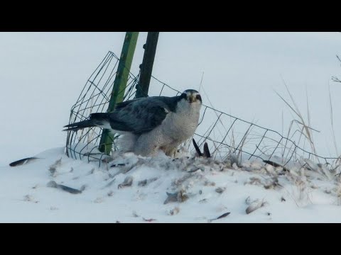 Видео: Ястреб разрывает моих голубей😥 Aerial battle of the Hawk and pigeons