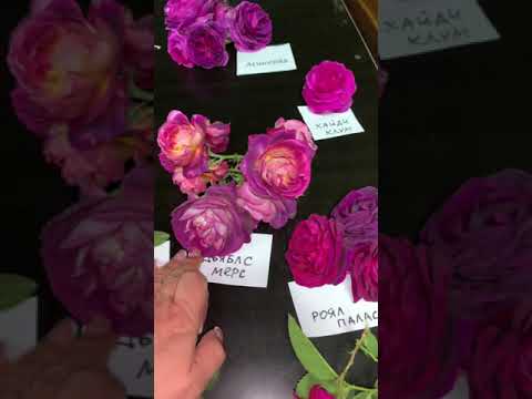 Видео: Обзор сортов в тёмной гамме🌱питомник maryroses.ru🌱