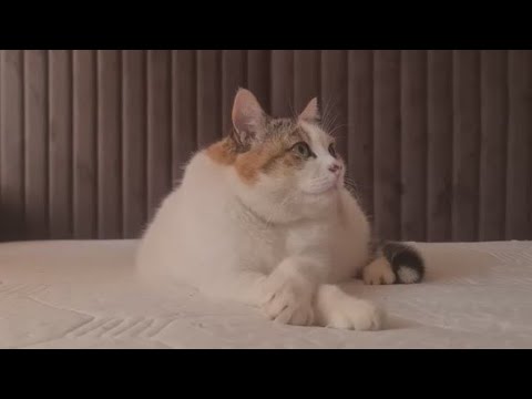 Видео: Покажу вам временную кухню и отвечу на некоторые ваши вопросы