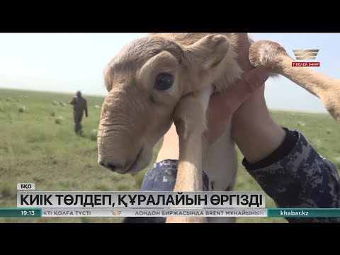 Видео: Орал өңірінде киік төлдеп, құралайын өргізді