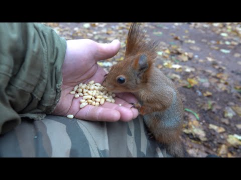 Видео: Голодные молодые белки. Зарисовка / Hungry young squirrels. The sketch