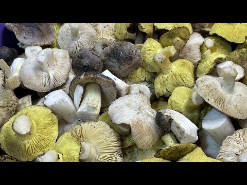 Видео: Желтушка и Белушка: лучший способ приготовления грибов. Рецепт вкусной закуски на зиму