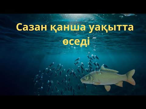 Видео: Үй жағдайында балық өсіру