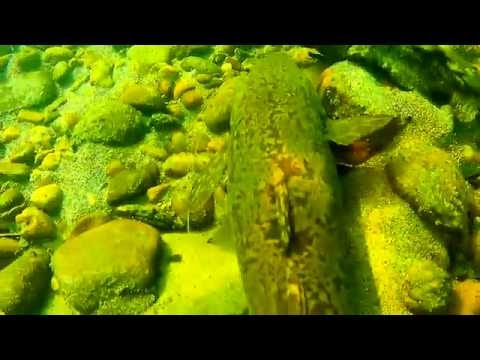 Видео: Подводная охота на реке Китой
