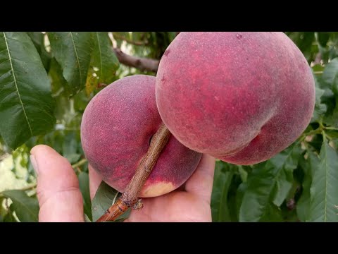 Видео: Персик Алібланка. Peach Aliblanca. Смачний, крупний, промисловий