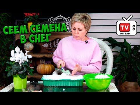 Видео: Самый эффективный способ посадки мелких семян 🌟 Посадка семян в снег 🌟 Мастер класс в прямом эфире