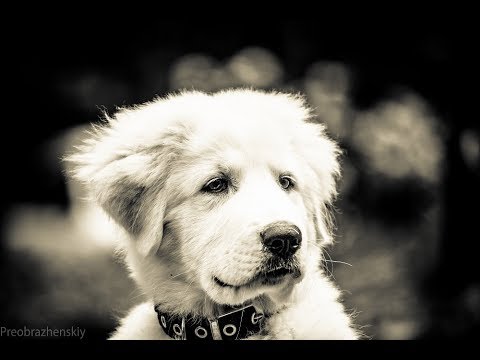 Видео: Супер Умная Мареммо-абруццкая овчарка