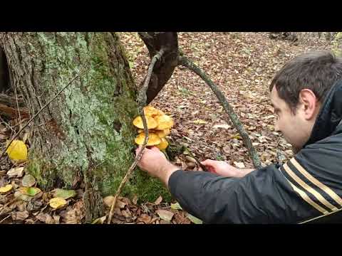 Видео: Чешуйчатка золотистая. С Батей по грибы. Лебеди