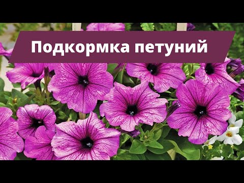Видео: МЕРЫ ПО СПАСЕНИЮ НАШИХ КРАСАВИЦ | Уход за петуниями