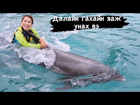 Видео: Окинава арлаар аяласан тэмдэглэл: Далайн гахай яаж унах вээ???