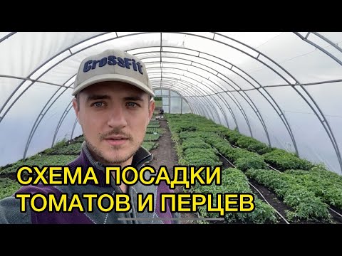 Видео: Высадка рассады томатов и перцев в грунт. Как правильно высаживать?