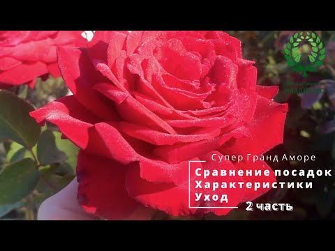 Видео: Супер Гранд Аморе  2 часть  Сравнение посадок  Характеристики  Уход  Реанимация штамбовых роз