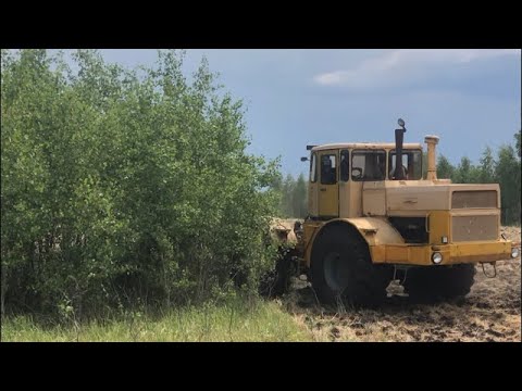 Видео: Разработка залежных земель. Трактор валит деревья. Трактор кировец!!!