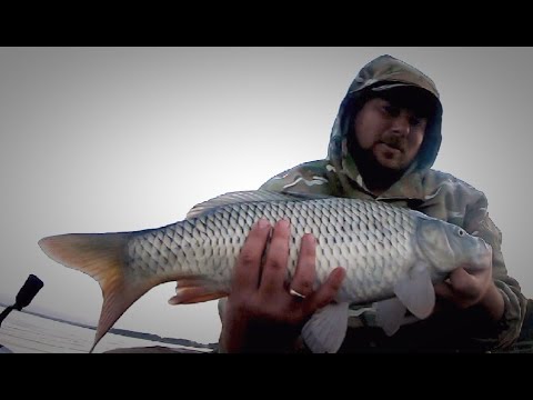 Видео: Карп начинает жировать (оз. Тишки)