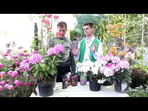 Видео: Рододендрон - советы по уходу от АГРОНОМА!