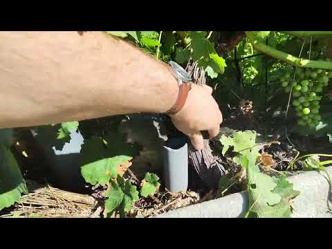 Видео: Обзор виноградника на конец августа 2025