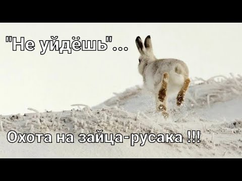 Видео: #Охота на зайца-русака. Сезона 2024-2025 года !!!
