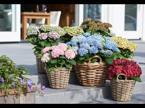 Видео: Крупнолистная гортензия в горшках готова к зимовке.