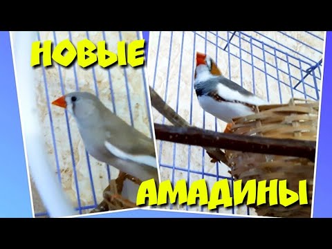 Видео: НОВЫЕ АМАДИНЫ.