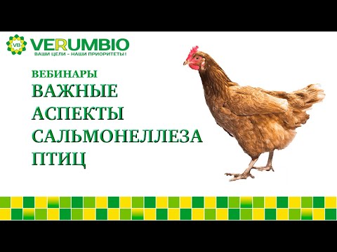 Видео: Важные аспекты сальмонеллеза птиц