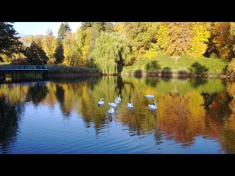 Видео: Золото осени в Тростянце.