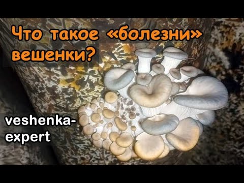 Видео: Болезни и деформации вешенки. Почему субстрат вешенки плохо зарастает или зеленеет