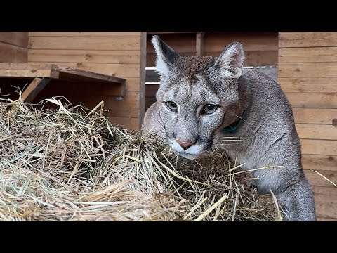 Видео: Реакция ПУМЫ и СВИНЬИ на сено / Котята растут / Бобр откликается на имя