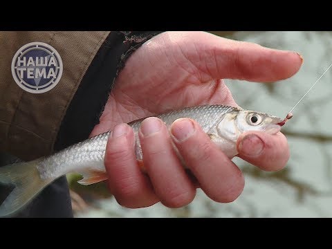 Видео: Ловля ельца на поплавок с мормышкой перед ледоставом.