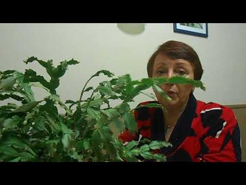 Видео: Декабрист в октябре