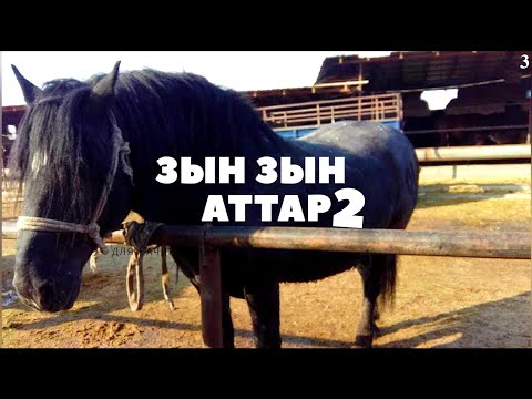 Видео: Шымкент ҚАРАБҰЛАҚ Айғырлар Базары🔥🔥🔥5.02.2020 // Жеребцы