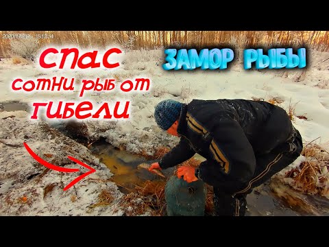 Видео: ✔ Замор рыбы Спасаю рыбу от замора Ловля рыбы руками задуха, загар рыбы