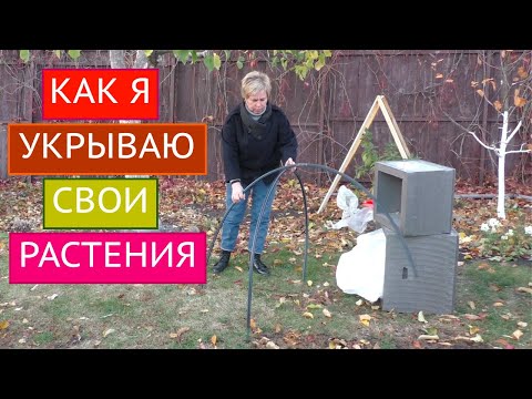 Видео: МОИ СЕКРЕТЫ УКРЫТИЯ РАСТЕНИЙ НА ЗИМУ!!!