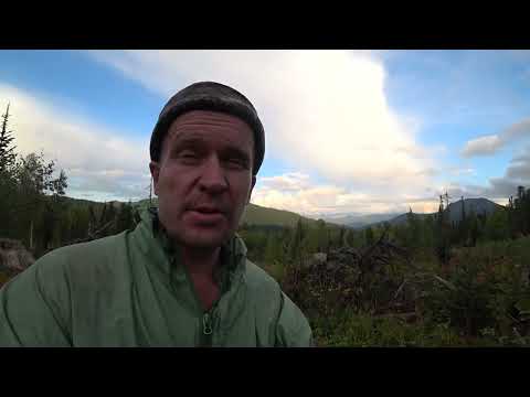 Видео: Выживание в Алтайской тайге.Сбор кедровой шишки. Телепортировался или жестко заблудился. Хлеба нету.