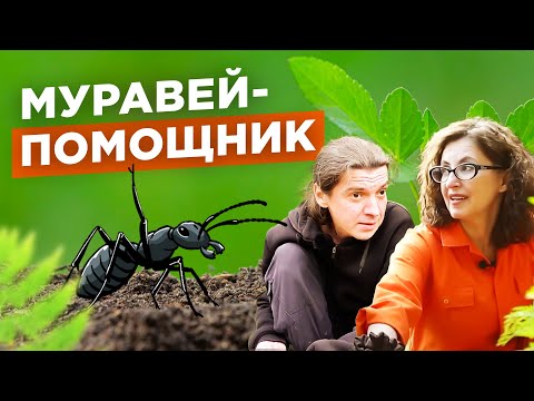 Видео: Муравьи создали идеальную почву на участке. №1 / Мария Винокур и Данила Горюнов Strogoorganic.